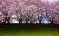 Cherry blossom near Sewari river, Kyoto, Japan