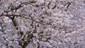 Cherry blossom near street with cars