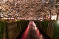 Meguro river cherry blossom at night Royalty Free Stock Photo