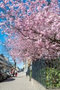 Cherry blossom in Norrkoping, Sweden