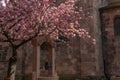 Cherry blossom in an old square with a medieval well in spring Royalty Free Stock Photo