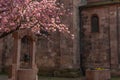 Cherry blossom in an old square with a medieval well in spring Royalty Free Stock Photo