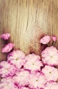 Cherry Blossom on Old Wooden Background. Sakura in Spring