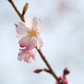 Cherry Blossom. One Sakura Pink Flower on Branch