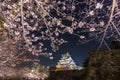 Cherry blossom and Osaka castle at night, Osaka, Japan Royalty Free Stock Photo