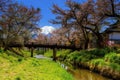 cherry blossom at Oshino Hakkai village Royalty Free Stock Photo