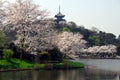 Cherry blossom pagoda