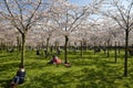The cherry blossom park