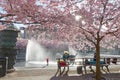 Cherry blossom in the park Kungstradgarden, child playing Royalty Free Stock Photo