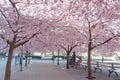 Cherry blossom in the park Kungstradgarden, early morning Royalty Free Stock Photo