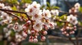 A cherry blossom in a park, macro details