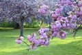 Cherry blossom in the park of Sceaux, Paris, France