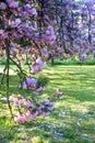 Cherry blossom in the park of Sceaux