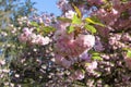 Cherry blossom in the park of Sceaux