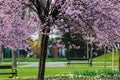 Cherry blossom park in spring