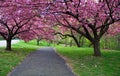 Cherry Blossom Path Royalty Free Stock Photo
