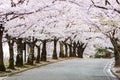 Cherry Blossom Path in beautiful Garden in spring (selected focused on tree at middel of path)