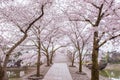 Cherry blossom path