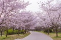 Cherry blossom path