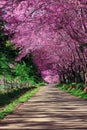 Cherry Blossom Pathway Royalty Free Stock Photo