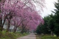 Cherry blossom pathway in ChiangMai, Thailand Royalty Free Stock Photo