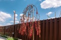 Cherry blossom.Pendulous branches cherry tree  with   new leaves and red flowers against  brown fence and blue sky white clouds. Royalty Free Stock Photo