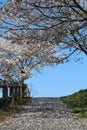 Cherry blossom petals blown away by a spring breeze Royalty Free Stock Photo