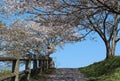 Cherry blossom petals blown away by a spring breeze Royalty Free Stock Photo