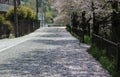 Cherry blossom petals blown away by a spring breeze Royalty Free Stock Photo