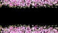 Cherry blossom petals display frame with flower petals and particle lights for overlays on your celebration projects, couples,