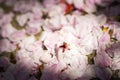 Cherry blossom petals fallen on the ground making pink carpet