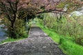 Cherry blossom petals on the path Royalty Free Stock Photo