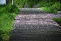 Cherry blossom petals on the path Royalty Free Stock Photo