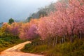 Cherry Blossom at Phu Lom Lo