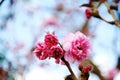 Cherry blossom Royalty Free Stock Photo