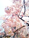 cherryblossom