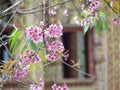 Cherry blossom pink flowers on tree branch with blurred background, selective focus Royalty Free Stock Photo