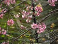 Cherry blossom pink flowers on tree branch with green nature background, selective focus Royalty Free Stock Photo