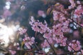 Cherry blossom or pink sakura flower with sunbeam Royalty Free Stock Photo