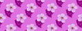 Cherry blossom on pink water. Concept, wallpaper, fabric design. Seamless pattern. Banner Royalty Free Stock Photo