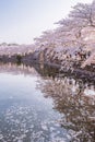 Cherry blossom with pool view