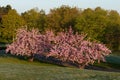 Cherry Blossom in a Public Park