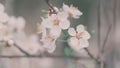 Cherry Blossom And Red Leaves. Light Blossom And Buds Of Prunus Avium Or Sakura.