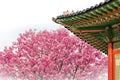 Cherry Blossom with roof of temple in spring. Royalty Free Stock Photo