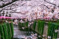 Cherry blossom rows along the Meguro river in Tokyo, Japan. Royalty Free Stock Photo