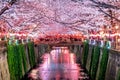 Cherry blossom rows along the Meguro river in Tokyo, Japan. Royalty Free Stock Photo