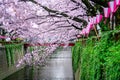 Cherry blossom rows along the Meguro river in Tokyo, Japan Royalty Free Stock Photo
