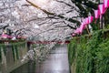 Cherry blossom rows along the Meguro river in Tokyo, Japan Royalty Free Stock Photo