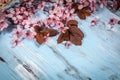 Cherry blossom on rustic wooden backkground