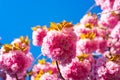 Cherry blossom. Sacura cherry-tree. Blooming sakura blossoms flowers close up with blue sky on nature background